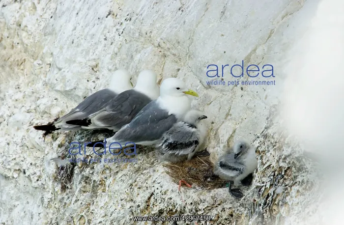 : Kittiwake - three adults and two chicks perched : Kittiwake - three adults and two chicks perched