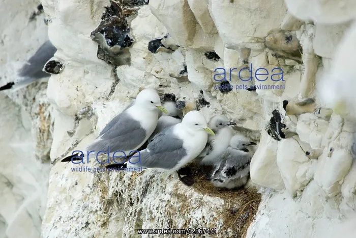 : Kittiwake - adults and chicks on a rock ledge : Kittiwake - adults and chicks on a rock ledge