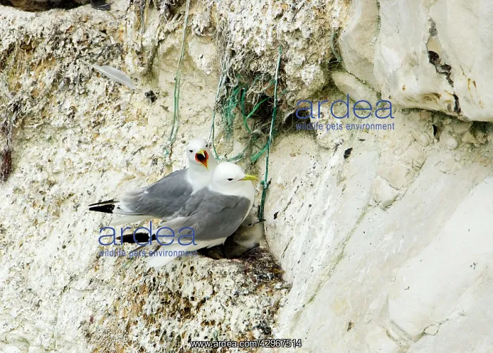 : Kittiwake - two adults on the nest with fishing : Kittiwake - two adults on the nest with fishing