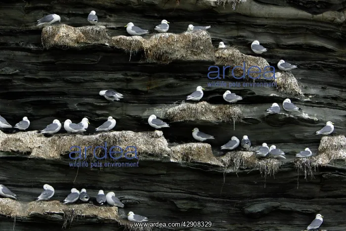 : Kittiwake - birds in nesting colony on coastal cliff : Kittiwake - birds in nesting colony on coastal cliff