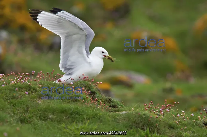 : Kittiwake - collecting nesting material : Kittiwake - collecting nesting material