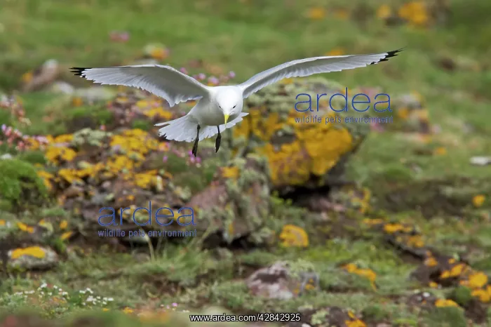 : Kittiwake - coming in to land : Kittiwake - coming in to land