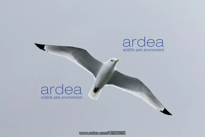 : Kittiwake in flight : Kittiwake in flight