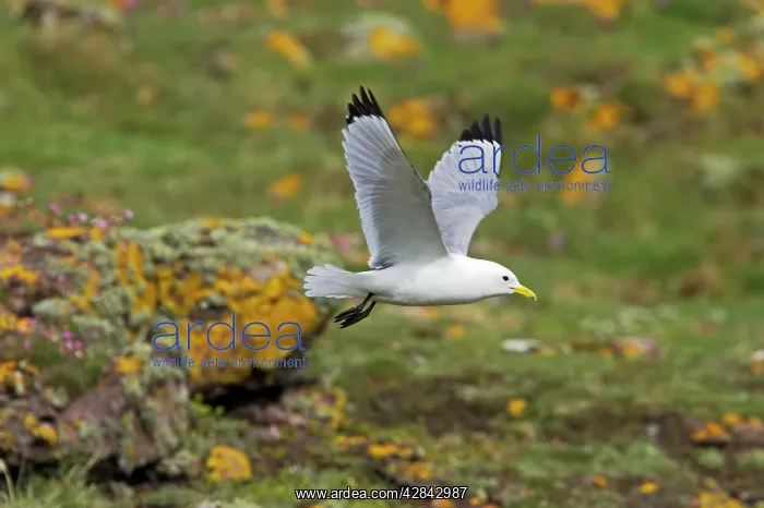 : Kittiwake - in flight : Kittiwake - in flight