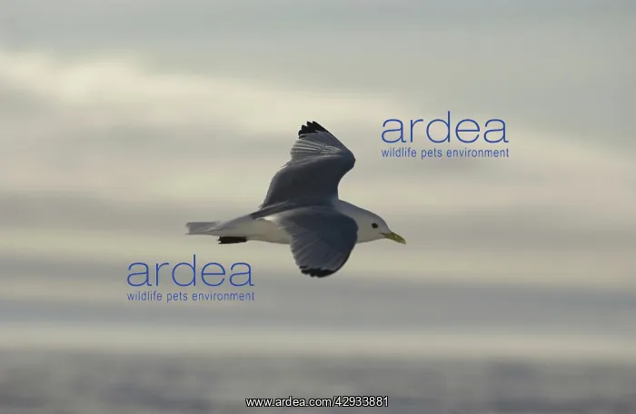 : Kittiwake - In flight : Kittiwake - In flight