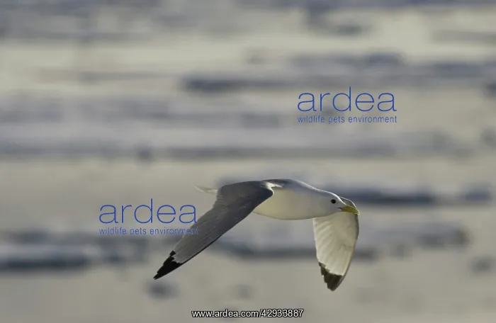 : Kittiwake - In flight : Kittiwake - In flight