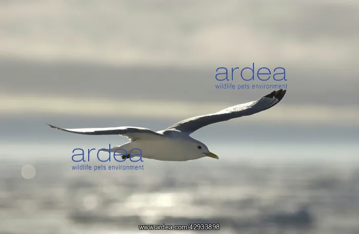 : Kittiwake - In flight : Kittiwake - In flight