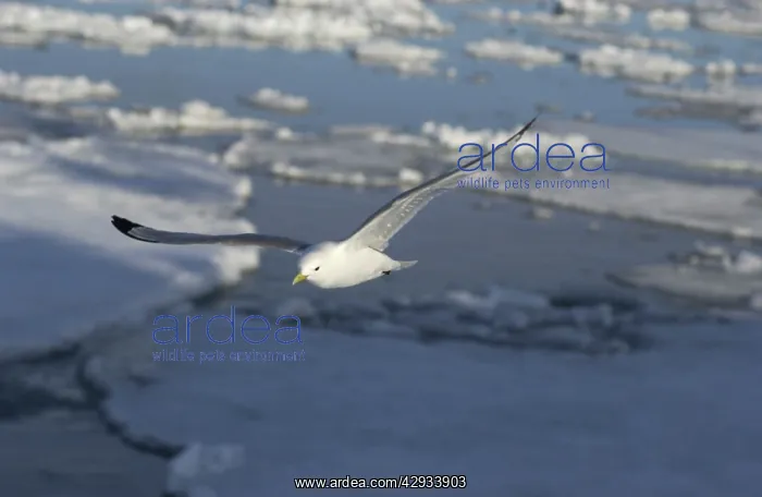 : Kittiwake - In flight : Kittiwake - In flight
