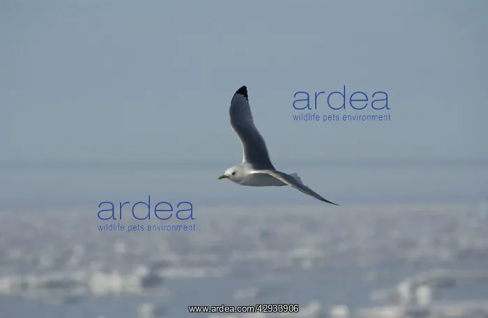 : Kittiwake - In flight : Kittiwake - In flight