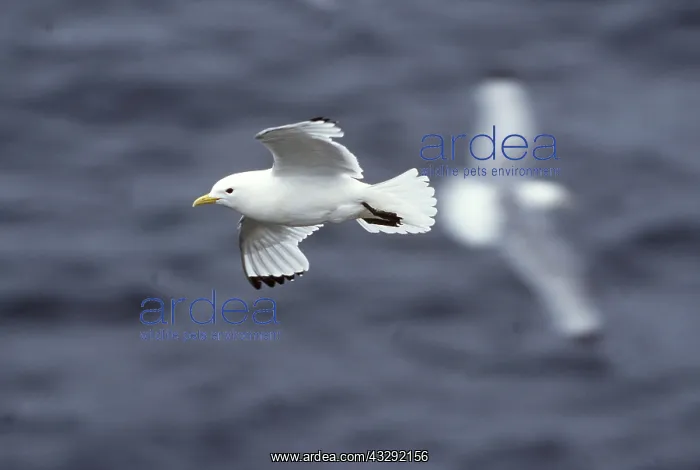 : KITTIWAKE - in flight : KITTIWAKE - in flight