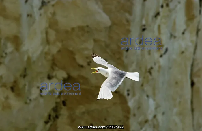 : Kittiwake - in flight - calling : Kittiwake - in flight - calling