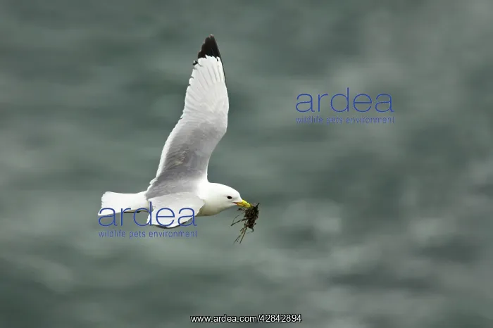 : Kittiwake - in flight with nesting material : Kittiwake - in flight with nesting material