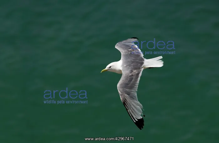 : Kittiwake - in flight over the sea : Kittiwake - in flight over the sea