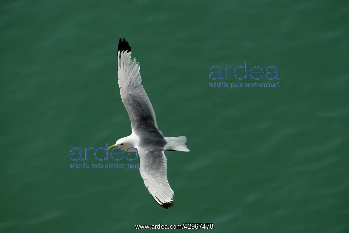 : Kittiwake - in flight over the sea : Kittiwake - in flight over the sea