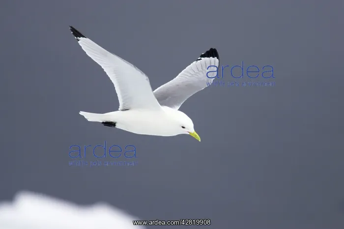 : Kittiwake - In flight over sea ice : Kittiwake - In flight over sea ice