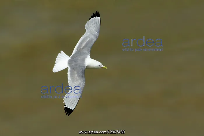 : Kittiwake - in flight seen from above flying over : Kittiwake - in flight seen from above flying over