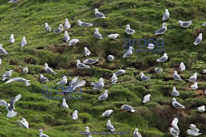 : Kittiwake - flock collecting nesting material : Kittiwake - flock collecting nesting material