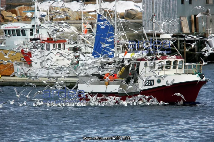 : Kittiwake - Following Fishing Boat : Kittiwake - Following Fishing Boat