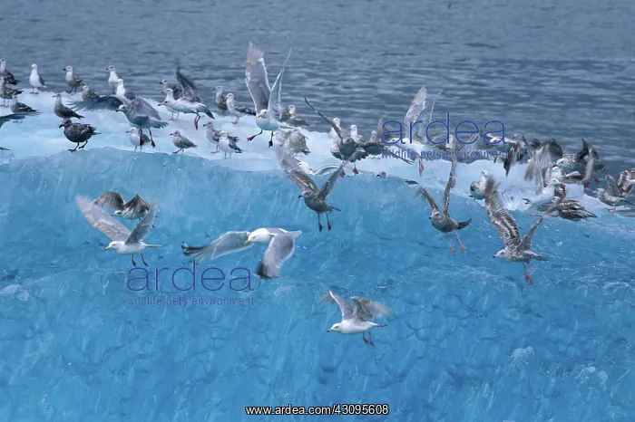: Gulls. Kittiwake Gulls (Rissa brevirostris) and Glaucous Gulls : Gulls. Kittiwake Gulls (Rissa brevirostris) and Glaucous Gulls