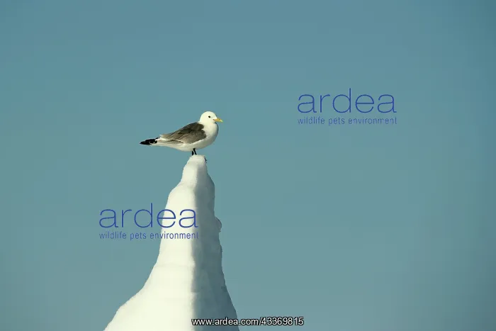 : Kittiwake - on iceberg : Kittiwake - on iceberg