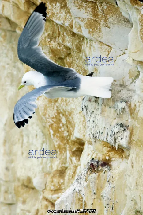 : Kittiwake - launching itself into flight from a rock ledge : Kittiwake - launching itself into flight from a rock ledge