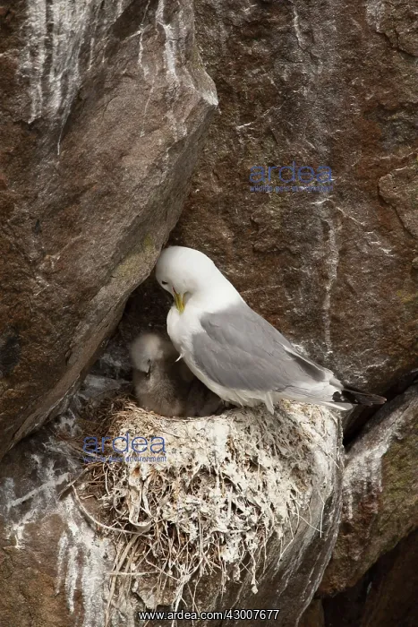 : Kittiwake at nest with chick preening plumage June : Kittiwake at nest with chick preening plumage June