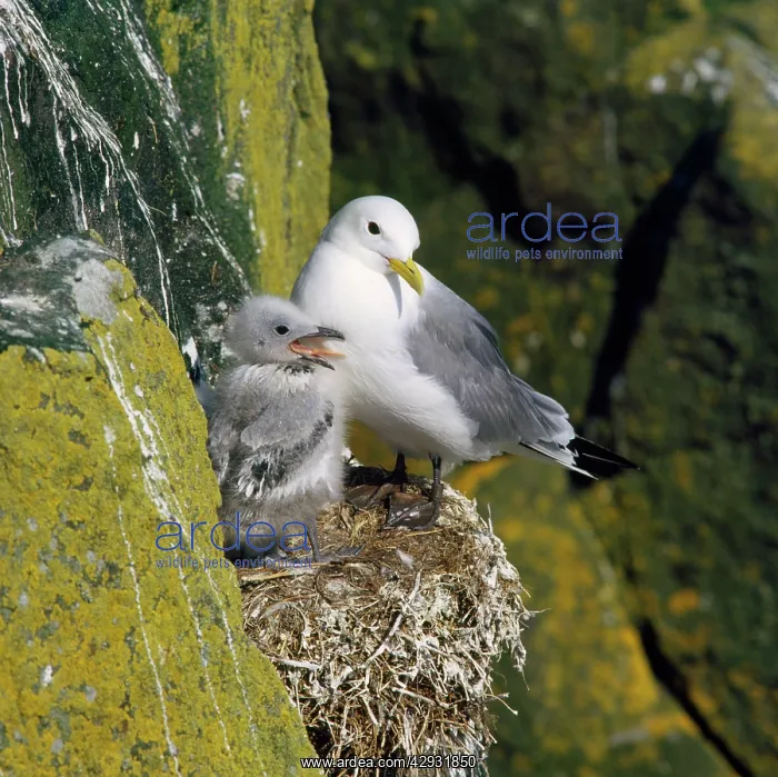 : KITTIWAKE - in nest with young : KITTIWAKE - in nest with young