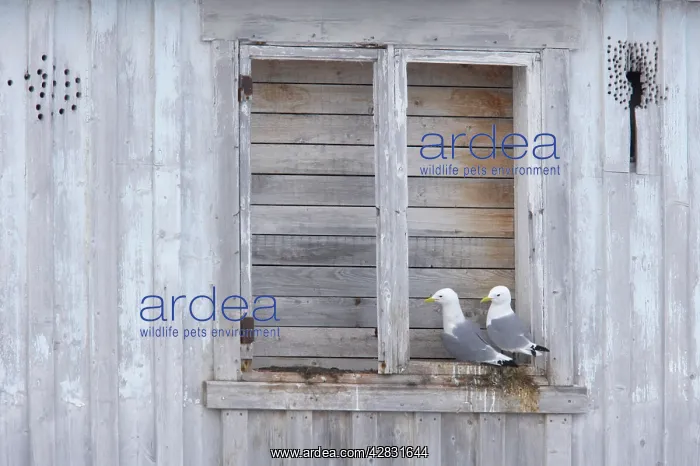 : Kittiwake - nesting on building : Kittiwake - nesting on building