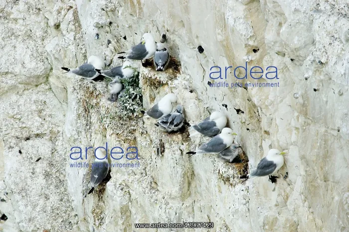 : Kittiwake - nesting on the chalk cliffs : Kittiwake - nesting on the chalk cliffs