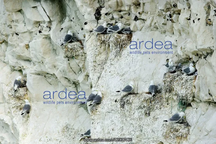 : Kittiwake - nesting on the chalk cliffs : Kittiwake - nesting on the chalk cliffs