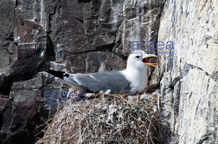 : Kittiwake - Nesting on cliff : Kittiwake - Nesting on cliff