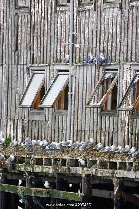 : Kittiwake - Nesting on edge of old fishing huts : Kittiwake - Nesting on edge of old fishing huts