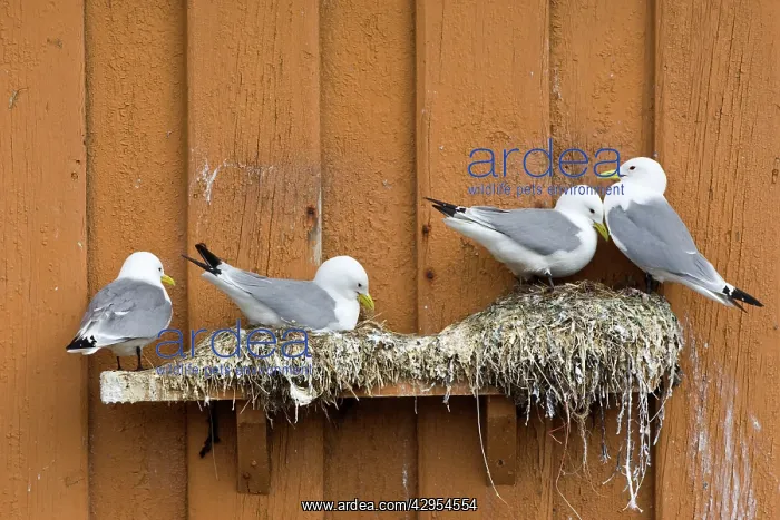 : Kittiwake - Nesting on edge of old fishing huts : Kittiwake - Nesting on edge of old fishing huts