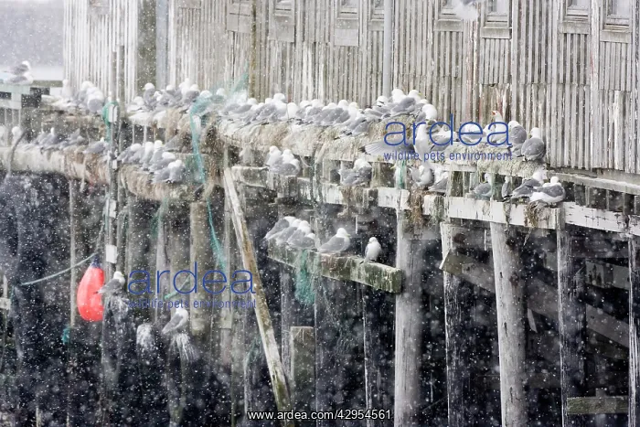 : Kittiwake - Nesting on edge of old fishing huts : Kittiwake - Nesting on edge of old fishing huts