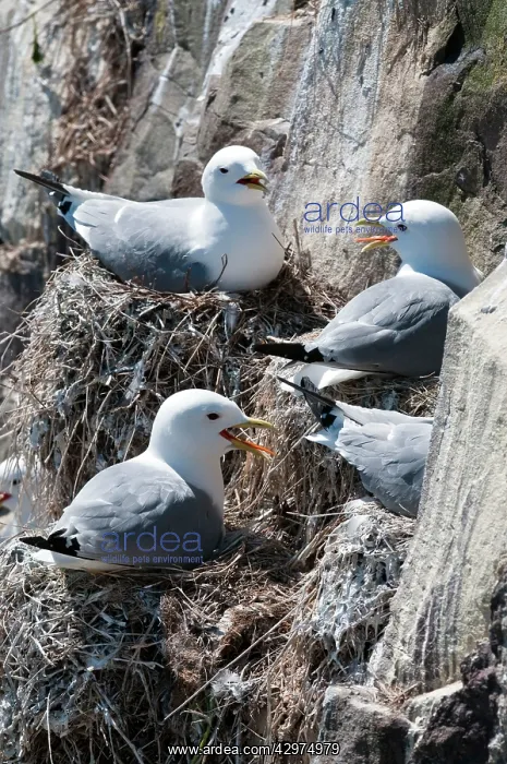 : Kittiwake - Nesting group on cliff : Kittiwake - Nesting group on cliff