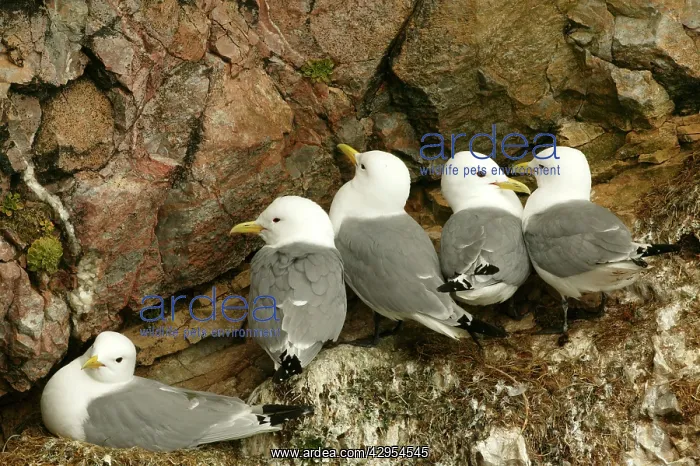 : Kittiwake - Nesting on sea cliffs : Kittiwake - Nesting on sea cliffs