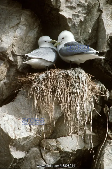 : KITTIWAKE - pair on cliff nest : KITTIWAKE - pair on cliff nest