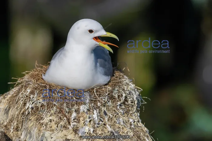 : Kittiwake (Rissa tridactyla), breeding in Vardn : Kittiwake (Rissa tridactyla), breeding in Vardn