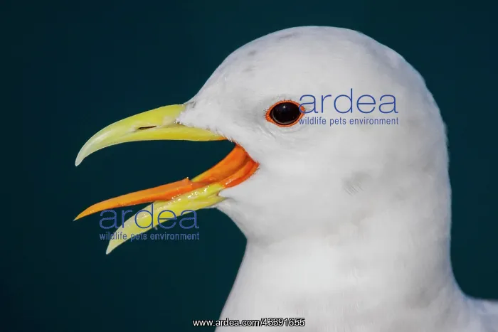  : Kittiwake (Rissa tridactyla), calling with visible