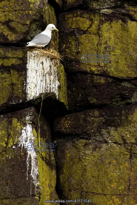 : kittiwake (Rissa tridactyla) on nest. Scotland : kittiwake (Rissa tridactyla) on nest. Scotland