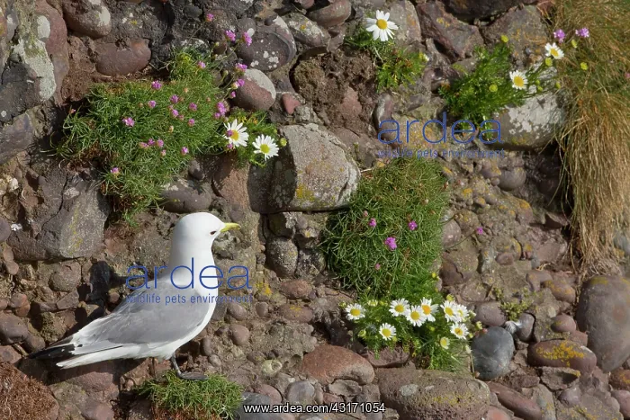 : kittiwake (Rissa tridactyla). Scotland : kittiwake (Rissa tridactyla). Scotland