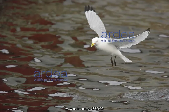 : Kittiwake - taking off from water : Kittiwake - taking off from water