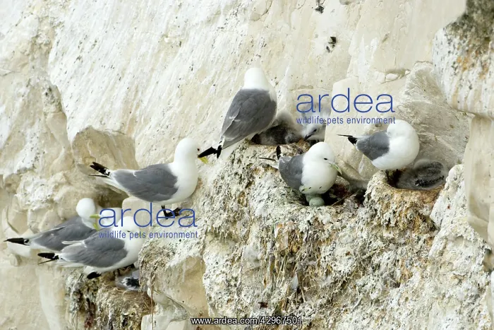 : Kittiwake - various birds on their nests with chicks : Kittiwake - various birds on their nests with chicks