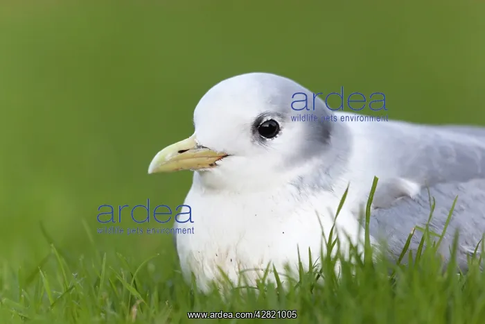 : Kittiwake - winter : Kittiwake - winter