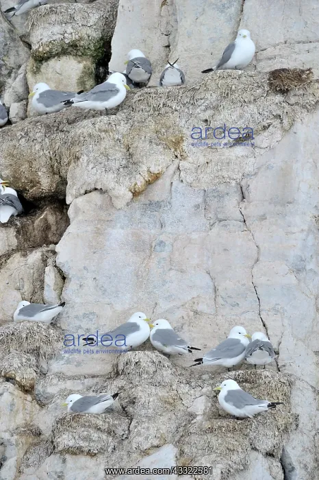 : Kittiwakes on a cliff at a colony : Kittiwakes on a cliff at a colony