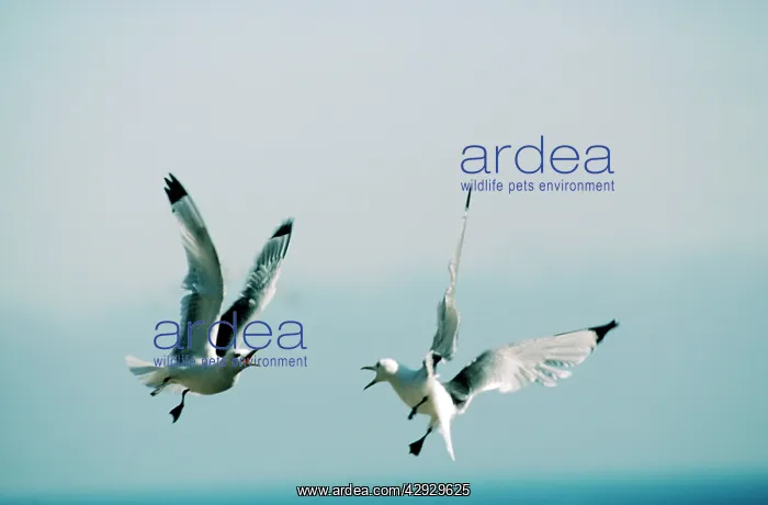 : KITTIWAKES - IN FLIGHT : KITTIWAKES - IN FLIGHT