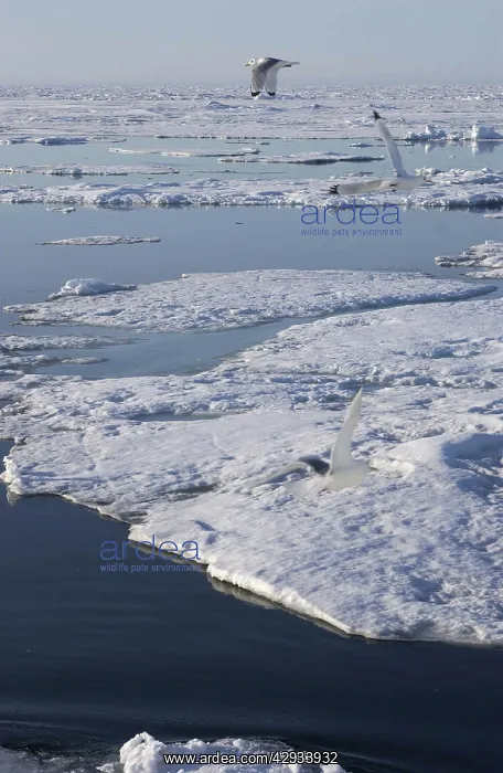 : Kittiwakes - In flight : Kittiwakes - In flight