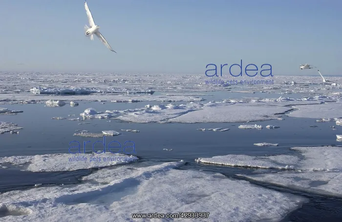 : Kittiwakes - In flight : Kittiwakes - In flight