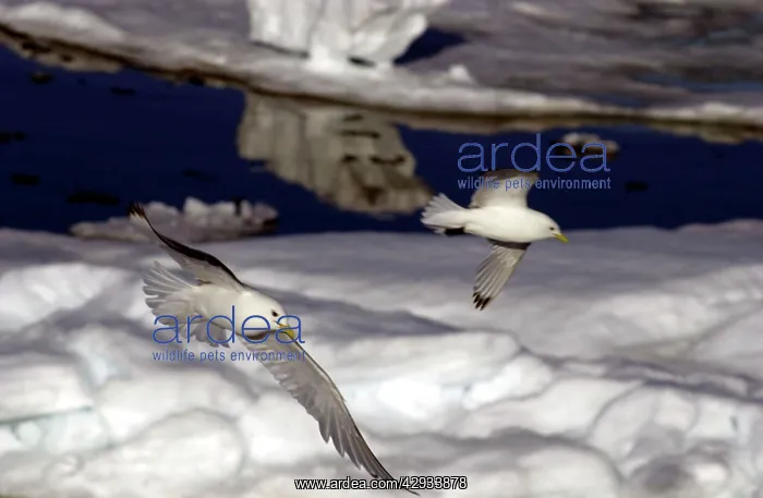 : Kittiwakes - In flight over Ice : Kittiwakes - In flight over Ice