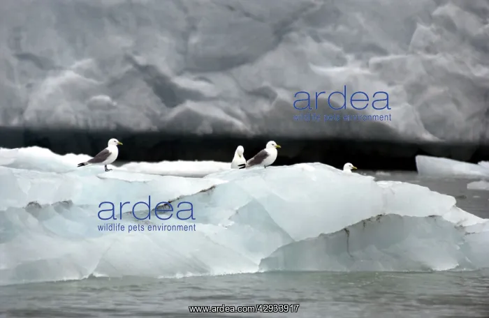 : Kittiwakes - On iceberg : Kittiwakes - On iceberg